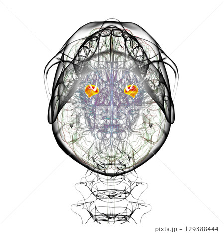 Human brain with highlighted amygdala, 3D illustration 129388444