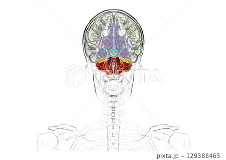 Human brain with highlighted cerebellum, 3D illustration Human brain with highlighted cerebellum, 3D illustration 129388465