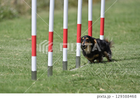 スラロームをダッシュするダックス ドッグアジリティ ドッグスクール ドッグスポーツ スラロームをダッシュするダックス ドッグアジリティ ドッグスクール ドッグスポーツ 129388468