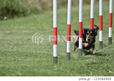 スラロームを勢いよく駆け抜けるダックス　ドッグアジリティ　ドッグスクール　ドッグスポーツ 129388469