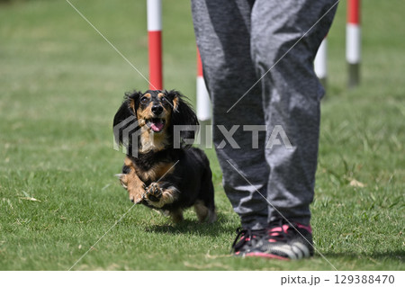 ダックスフンド　ドッグアジリティ　ドッグスクール　ドッグスポーツ 129388470