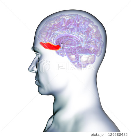 Gyrus rectus of human brain, 3D illustration Gyrus rectus of human brain, 3D illustration 129388483