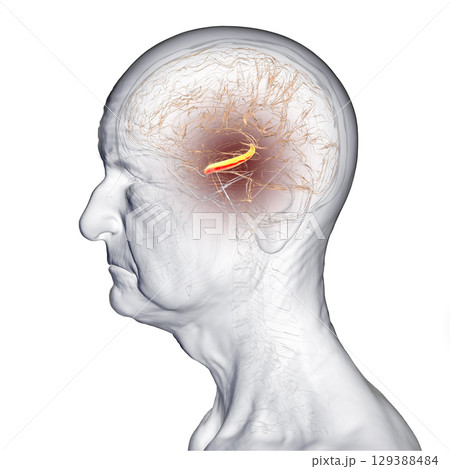 Hippocampus in human brain, 3D illustration 129388484
