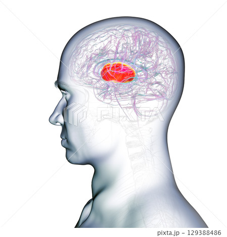 Internal capsule, 3D illustration. Highlighted in red within the human brain. 129388486