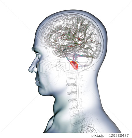 Medulla oblongata highlighted in human brain, illustration 129388487