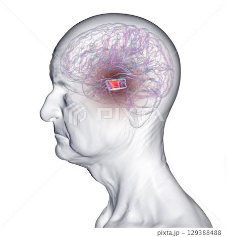 Human brain with highlighted substantia nigra, 3D illustration. Human brain with highlighted substantia nigra, 3D illustration. 129388488