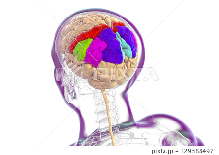 Brain parietal gyri, 3D illustration Brain parietal gyri, 3D illustration 129388497