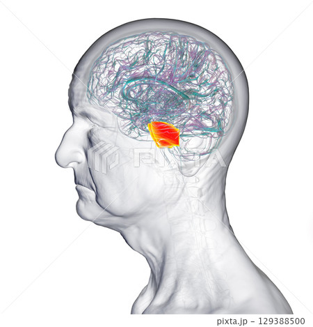 Pons highlighted in human brain, 3D illustration. 129388500