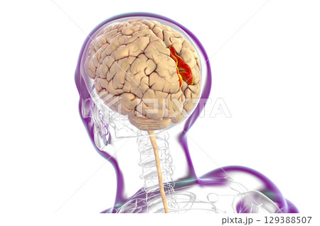 Human brain with highlighted precuneus gyrus, 3D illustration 129388507