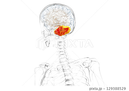 Human brain with highlighted cerebellum, 3D illustration 129388529