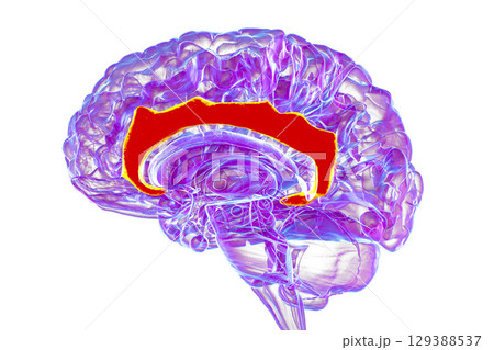Human brain highlighting the cingulate gyrus, 3D illustration 129388537