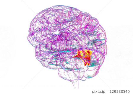 Human brain with highlighted cuneus gyrus, 3D illustration Human brain with highlighted cuneus gyrus, 3D illustration 129388540
