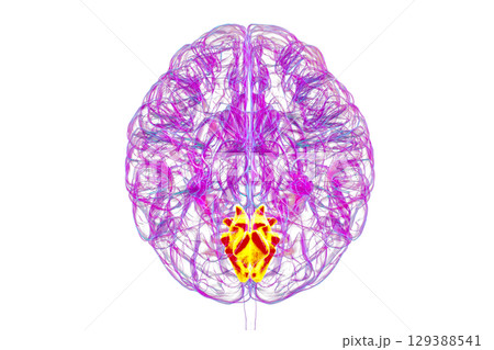 Human brain with highlighted cuneus gyrus, 3D illustration 129388541