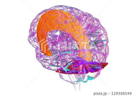 Falx cerebri and tentorium cerebelli, 3D illustration. Falx cerebri and tentorium cerebelli, 3D illustration. 129388549