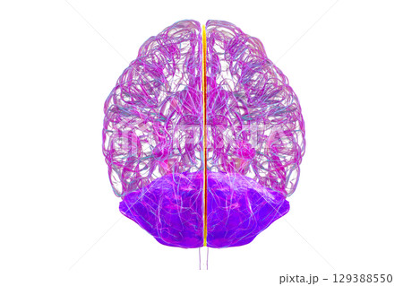 Falx cerebri and tentorium cerebelli, 3D illustration. Falx cerebri and tentorium cerebelli, 3D illustration. 129388550