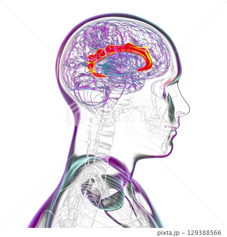 Human brain highlighting the cingulate gyrus, 3D illustration Human brain highlighting the cingulate gyrus, 3D illustration 129388566