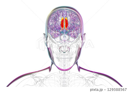 Human brain highlighting the cingulate gyrus, 3D illustration Human brain highlighting the cingulate gyrus, 3D illustration 129388567