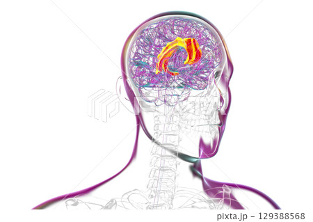 Human brain highlighting the cingulate gyrus, 3D illustration Human brain highlighting the cingulate gyrus, 3D illustration 129388568