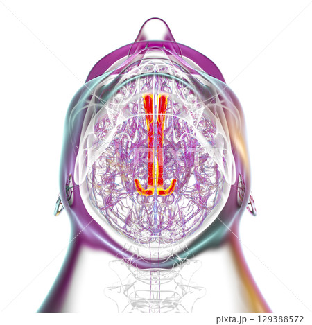 Human brain highlighting the cingulate gyrus, 3D illustration 129388572