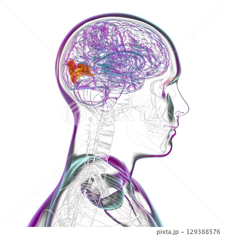 Human brain with highlighted cuneus gyrus, 3D illustration Human brain with highlighted cuneus gyrus, 3D illustration 129388576