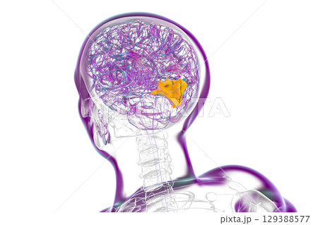 Human brain with highlighted cuneus gyrus, 3D illustration 129388577