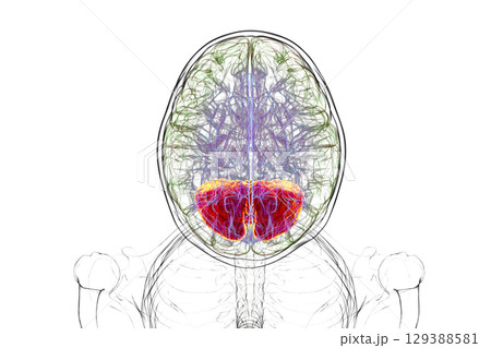 Human brain with highlighted cerebellum, 3D illustration Human brain with highlighted cerebellum, 3D illustration 129388581