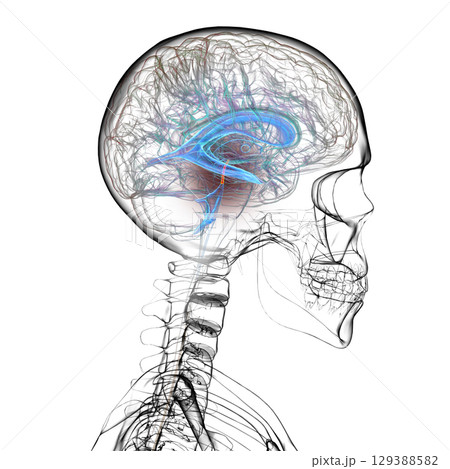 Cerebral aqueduct and ventricles, 3D illustration 129388582
