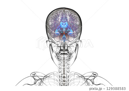 Cerebral aqueduct and ventricles, 3D illustration 129388583