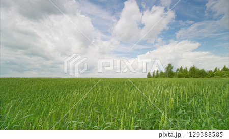 A Beautiful, Lush Green Field Extending Vastly Under a Bright and Stunningly Beautiful Sky 129388585
