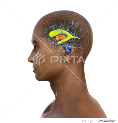 Human brain with colored ventricles, 3D illustration Human brain with colored ventricles, 3D illustration 129388592