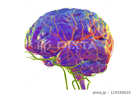 Middle cerebral artery, 3D illustration Middle cerebral artery, 3D illustration 129388620