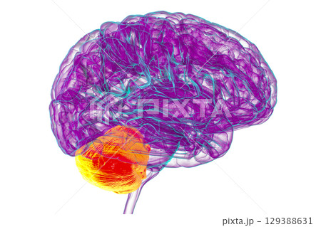 Human brain with highlighted cerebellum, 3D illustration 129388631