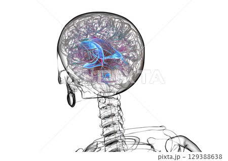 Cerebral aqueduct and ventricles, 3D illustration 129388638