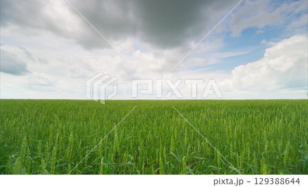 A Vast Green Field Spread Out Under a Dramatic and Beautiful Cloudy Sky Up Above You 129388644