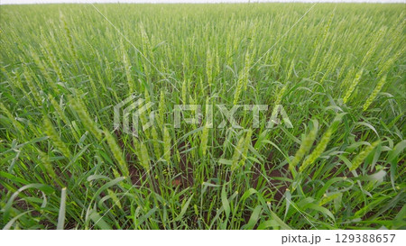 The Lush and Beautiful Green Fields of Millet are Growing in Abundance All Around 129388657