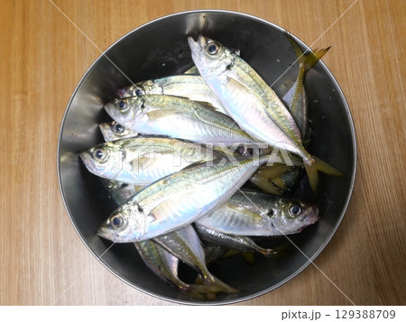 鯵が釣れました 129388709