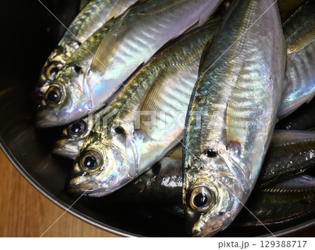 鯵が釣れました 鯵が釣れました 129388717