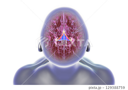 Brain fornix, 3D illustration 129388759