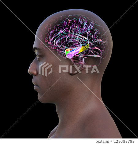 Human brain mid-section with highlighted amygdala (red), hippocampus (blue), parahippocampal gyrus and associated cortices: perirhinal (green), entorhinal (purple), parahippocampal (yellow). 129388788