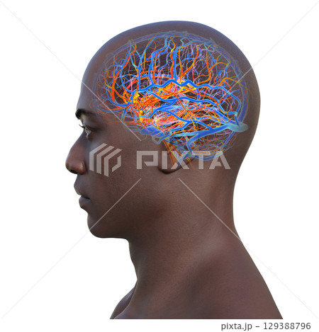 Blood vessels of human brain, 3D illustration. 129388796