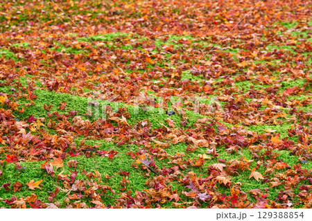 大原 三千院 有清園 美しい散りもみじと苔のコントラスト(京都府京都市左京区) 大原 三千院 有清園 美しい散りもみじと苔のコントラスト(京都府京都市左京区) 129388854