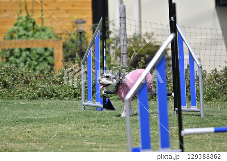 アジリティを楽しむシュナウザー　ドッグアジリティ　ドッグスクール　ドッグスポーツ 129388862