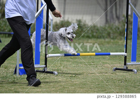 指示する女性とジャンプするシュナウザー　ドッグアジリティ　ドッグスクール　ドッグスポーツ 129388865