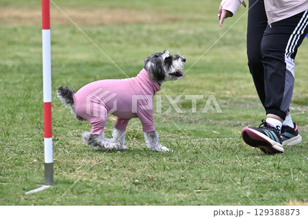 トレーニング中の女性とシュナウザー　ドッグアジリティ　ドッグスポーツ　ドッグスクール 129388873