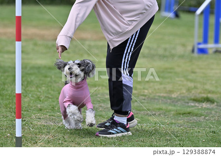 トレーニング中の女性とシュナウザー ドッグアジリティ ドッグスポーツ ドッグスクール トレーニング中の女性とシュナウザー ドッグアジリティ ドッグスポーツ ドッグスクール 129388874