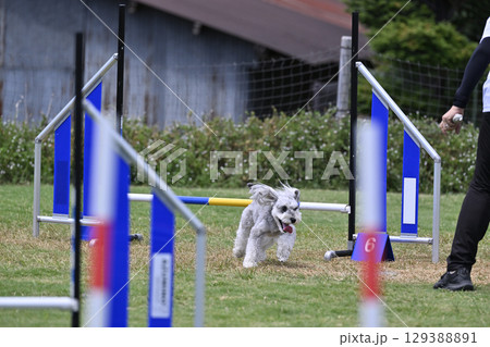 ハンドラーと走るシュナウザー　ドッグアジリティ　ドッグスクール　ドッグスポーツ 129388891