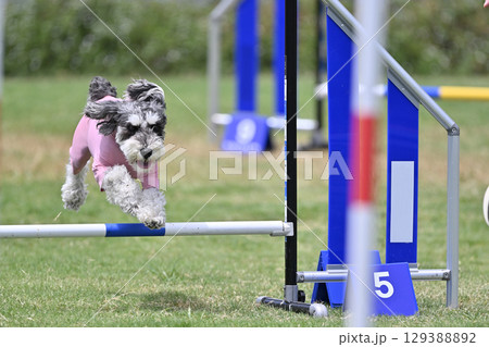 シュナウザーの大ジャンプ！！　ドッグアジリティ　ドッグスクール　ドッグスポーツ 129388892