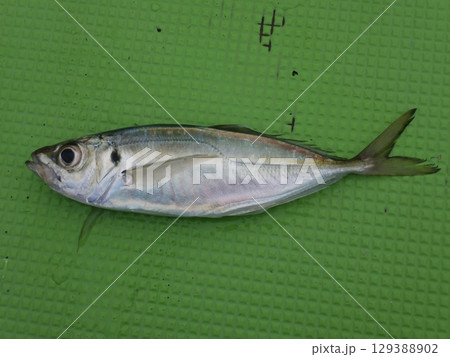 鯵が釣れました 鯵が釣れました 129388902