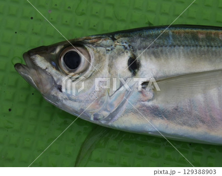 鯵が釣れました 鯵が釣れました 129388903