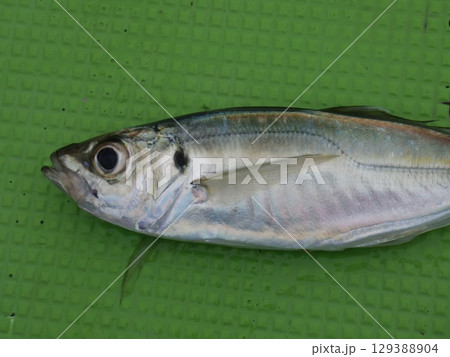 鯵が釣れました 鯵が釣れました 129388904